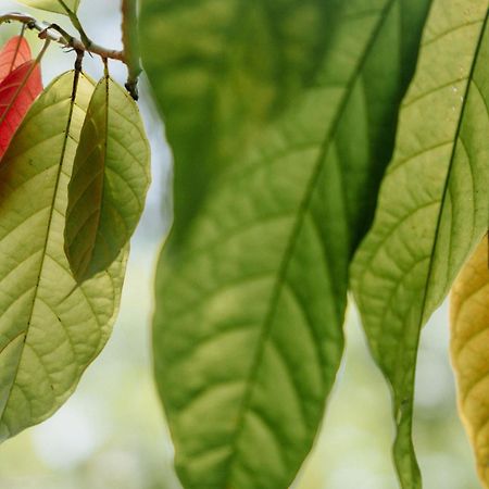 Bonding Coffee Roaster Cafe & Hotel Quepos Ngoại thất bức ảnh